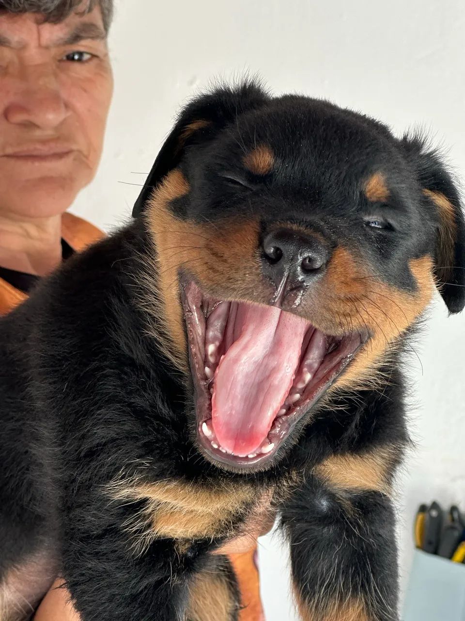 Rottweiler com pedigree  - Foto 4