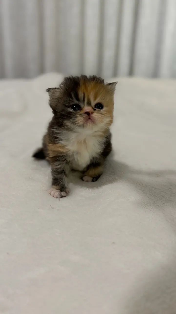 Gatos persas  - Foto 5