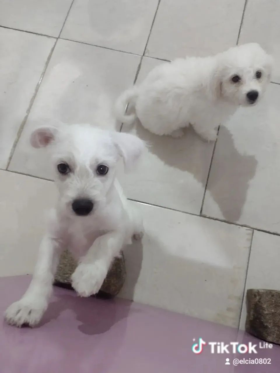 Cachorros filhotes