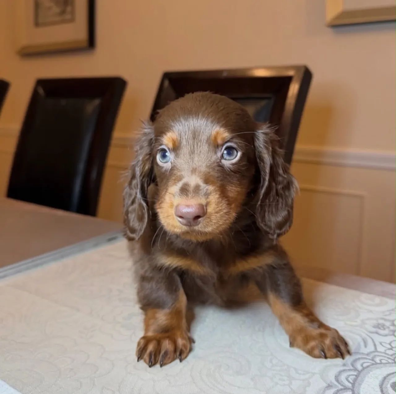 dachshund pelo longo  - Foto 3