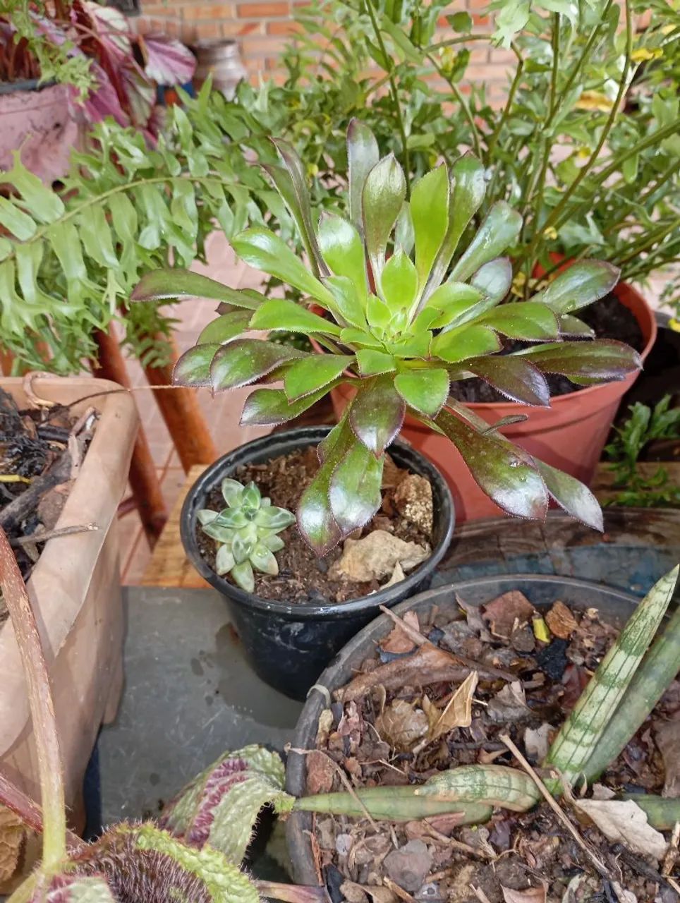 Plantas e sementes  - Foto 5