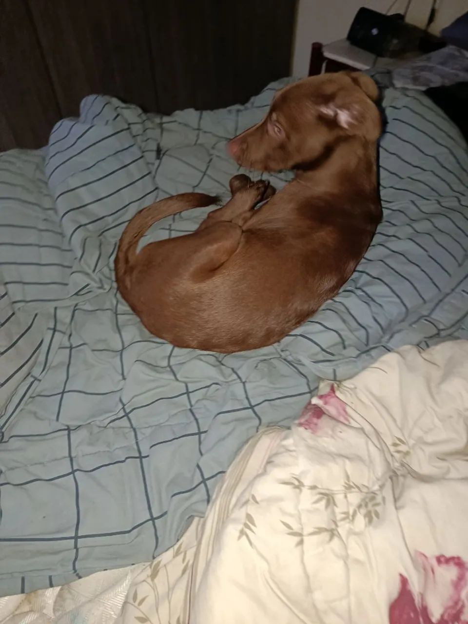 Cachorra para doação  - Foto 2