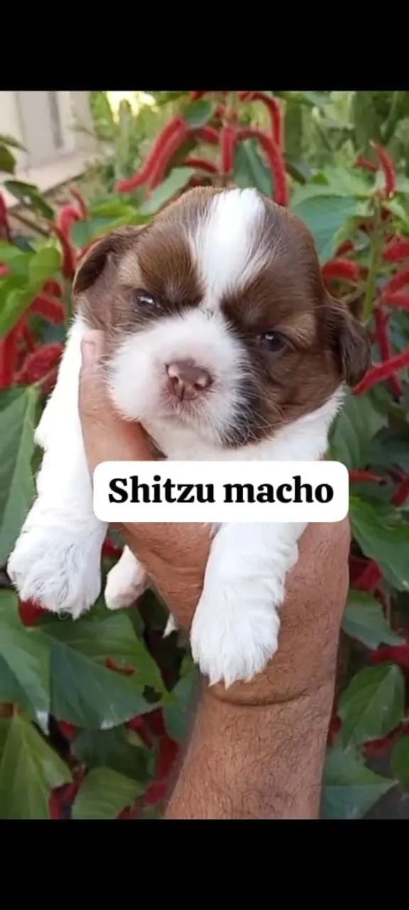 Shitzu macho para reserva