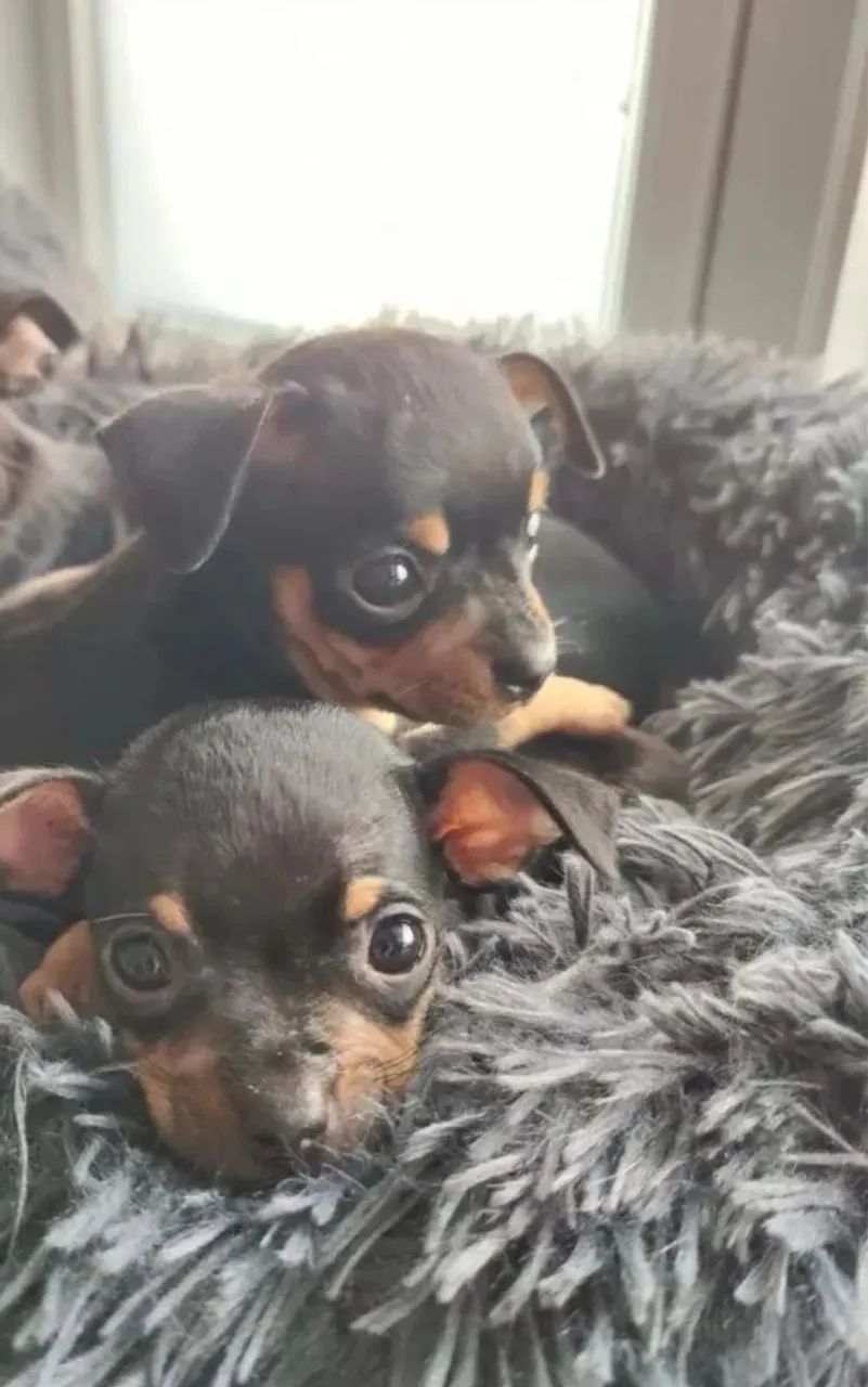 Pinscher zero  - Foto 5