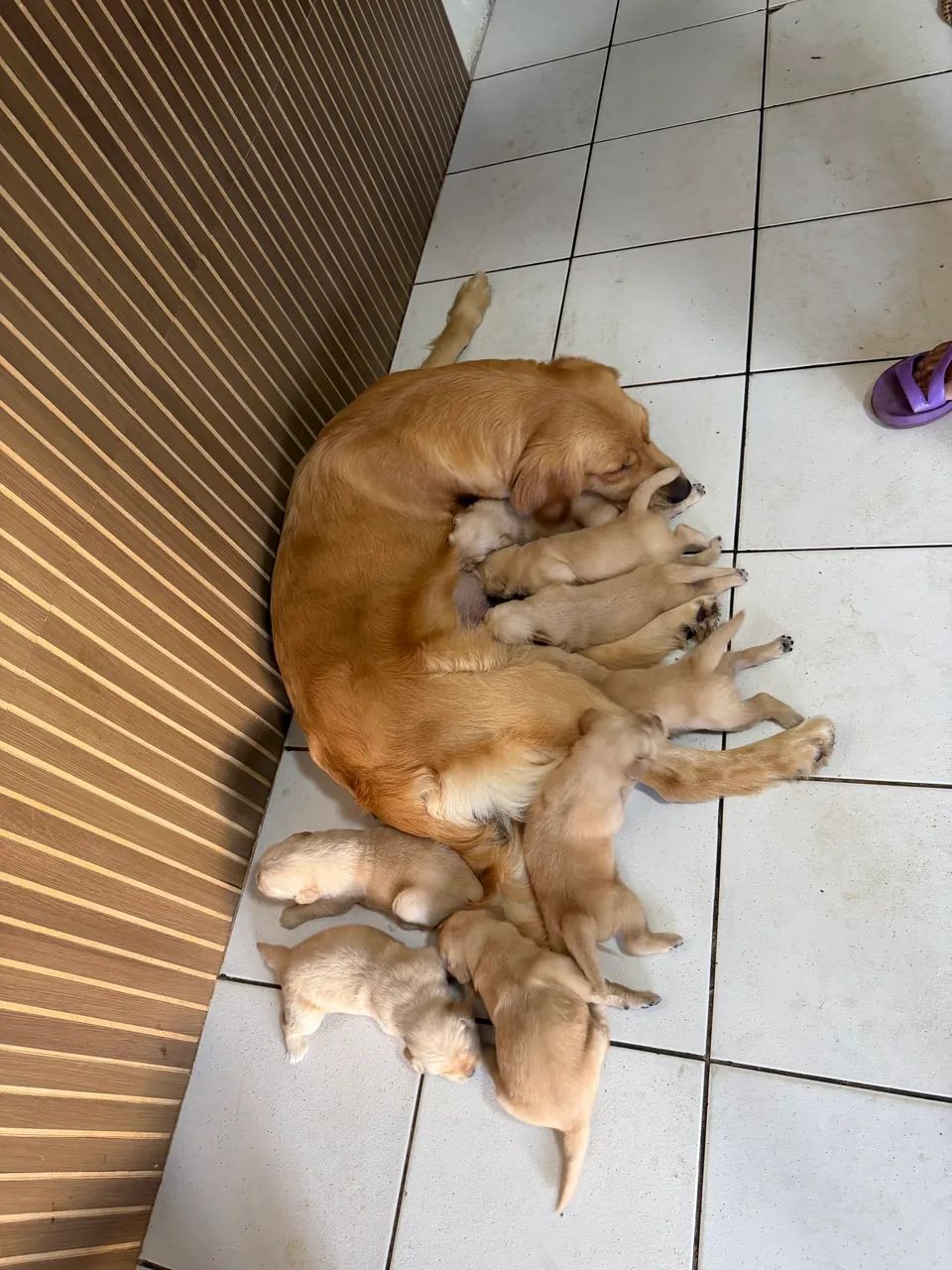 Golden retriever com pedigree  - Foto 3