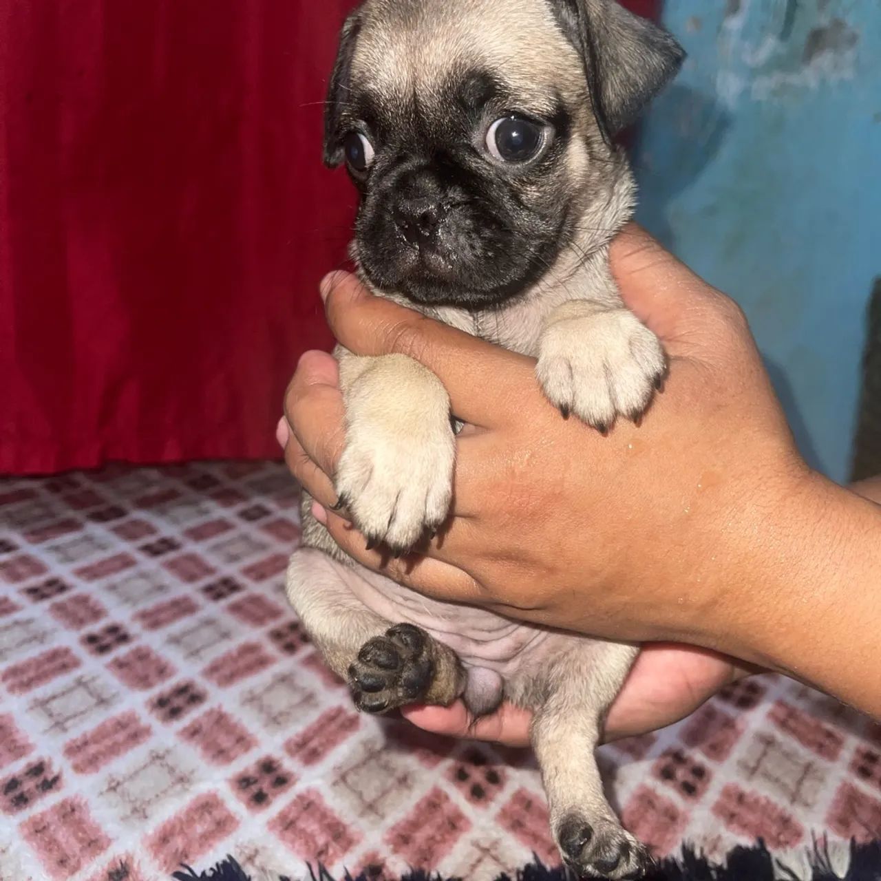 Pug filhote - Foto 2