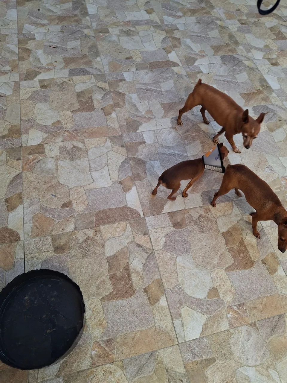 Pinsher 1 - Foto 2