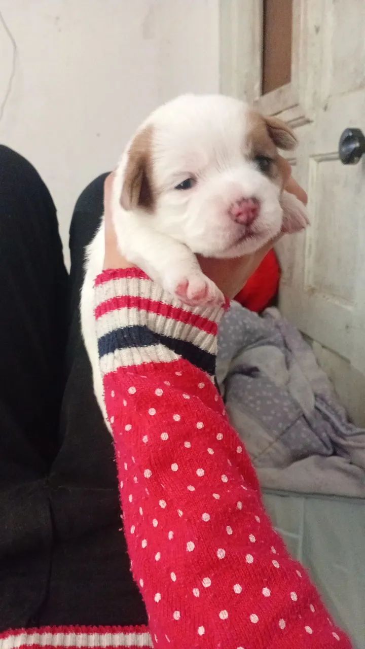 Cachorro - Foto 3