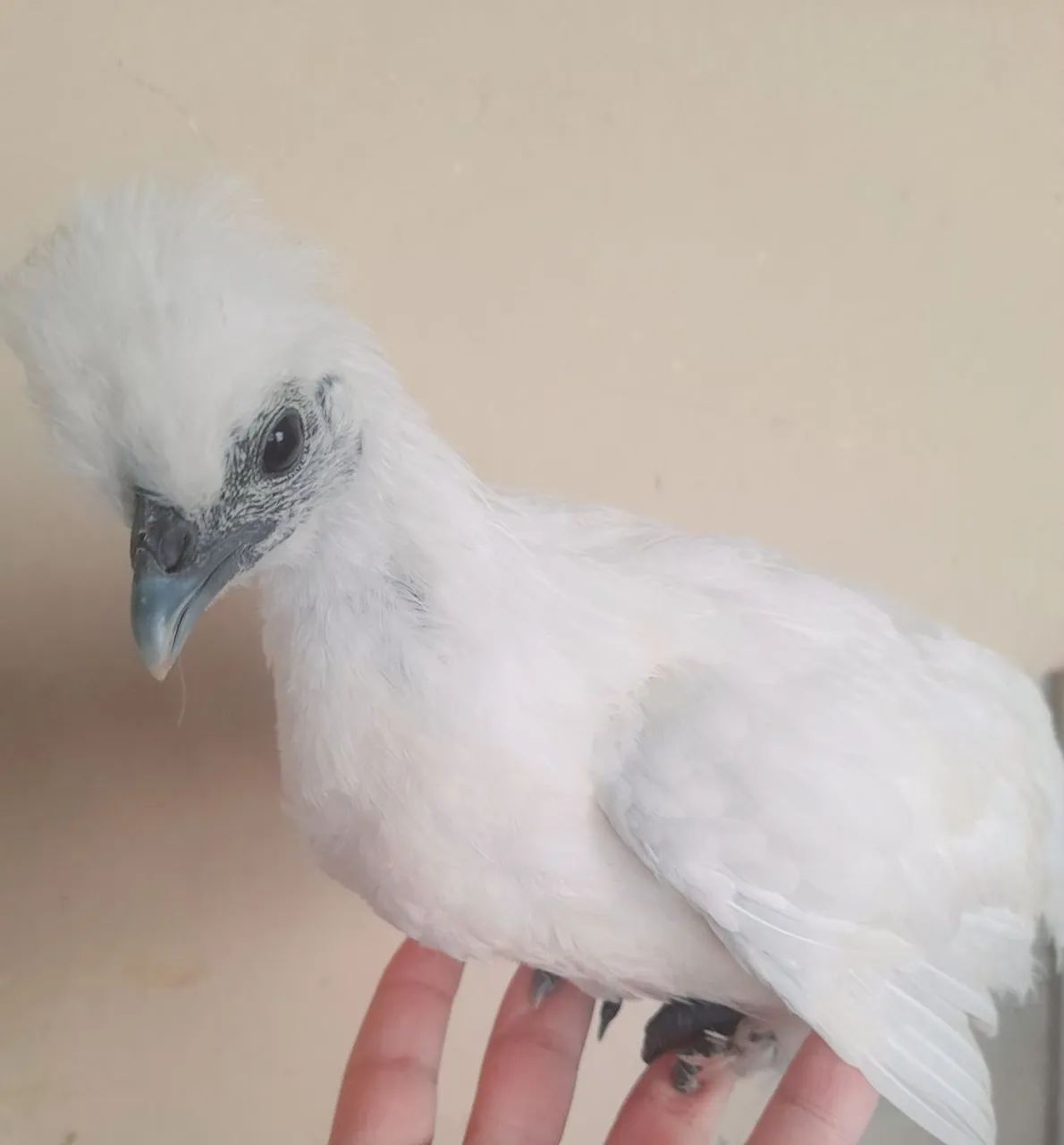 Vendo galo egalinha sedosa + duas mestiças - Foto 3