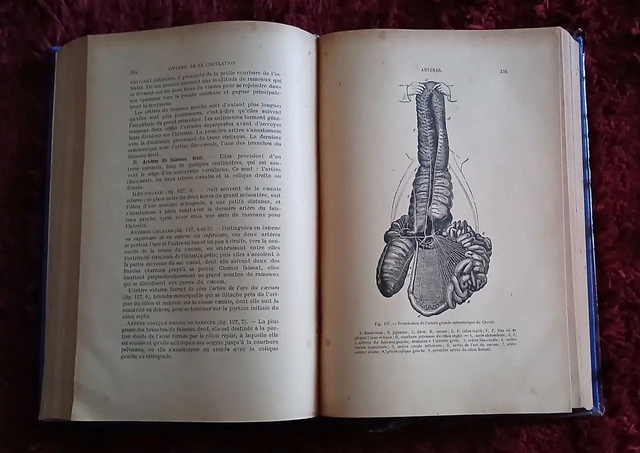 PRECIS D' ANATOMIE COMPAREE/ DES ANIMAUX  DOMESTIQUES - Foto 5