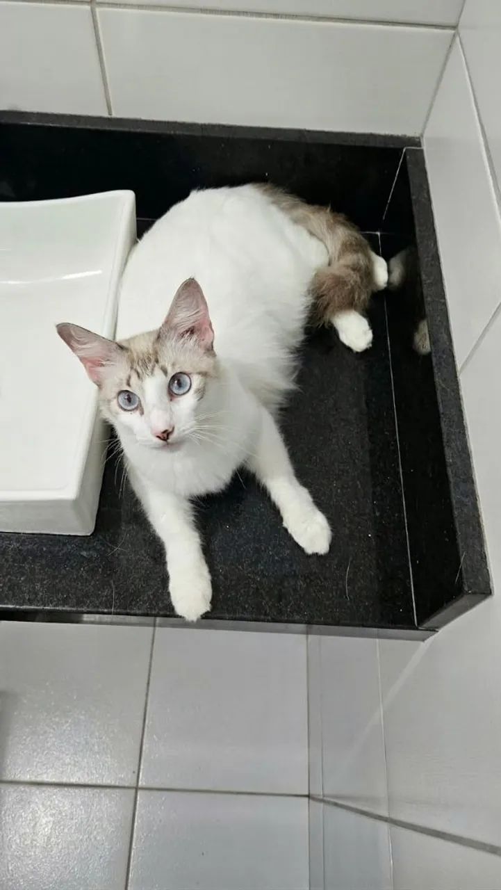 Gatinha Bibi para Adoação!  - Foto 4