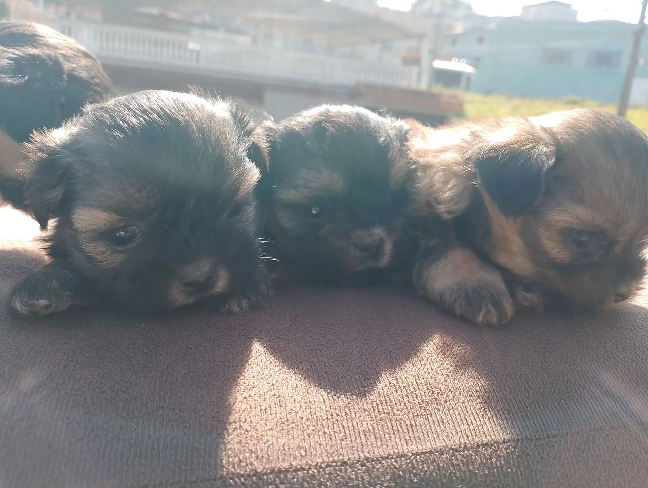 Lhasa Apso  - Foto 4