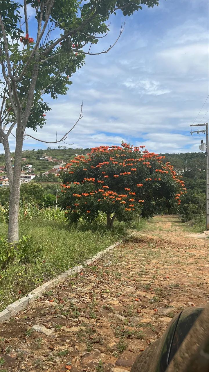 Terrenos em Triunfo-PE