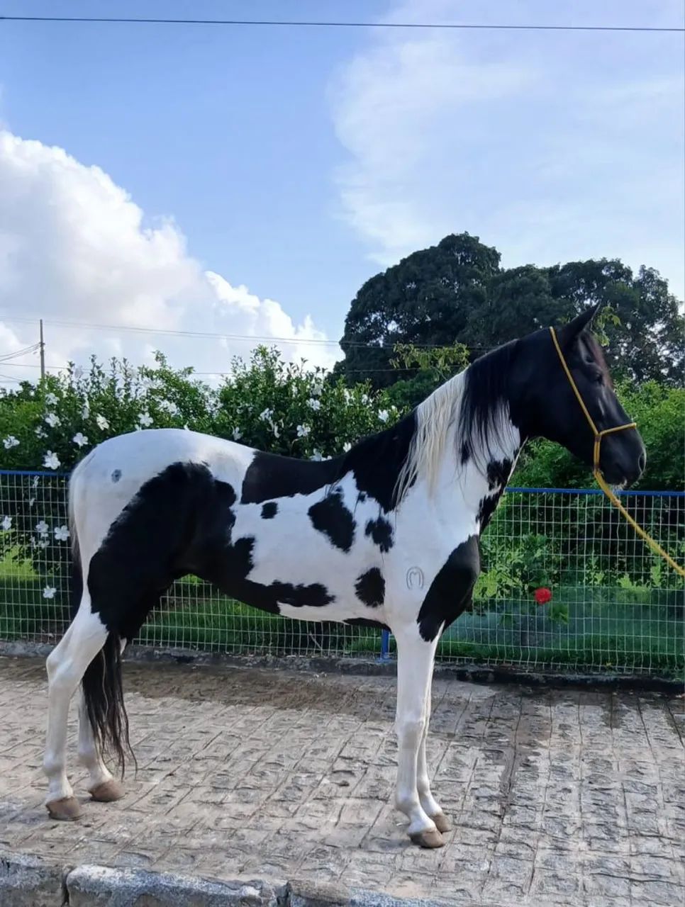 Garanhão Pampa de Preto  - Foto 3