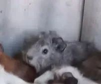 Filhote porquinho da india