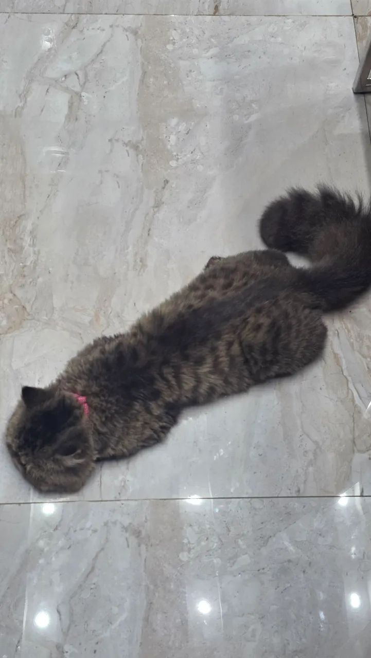 Vendo dois gatos persas. - Foto 2