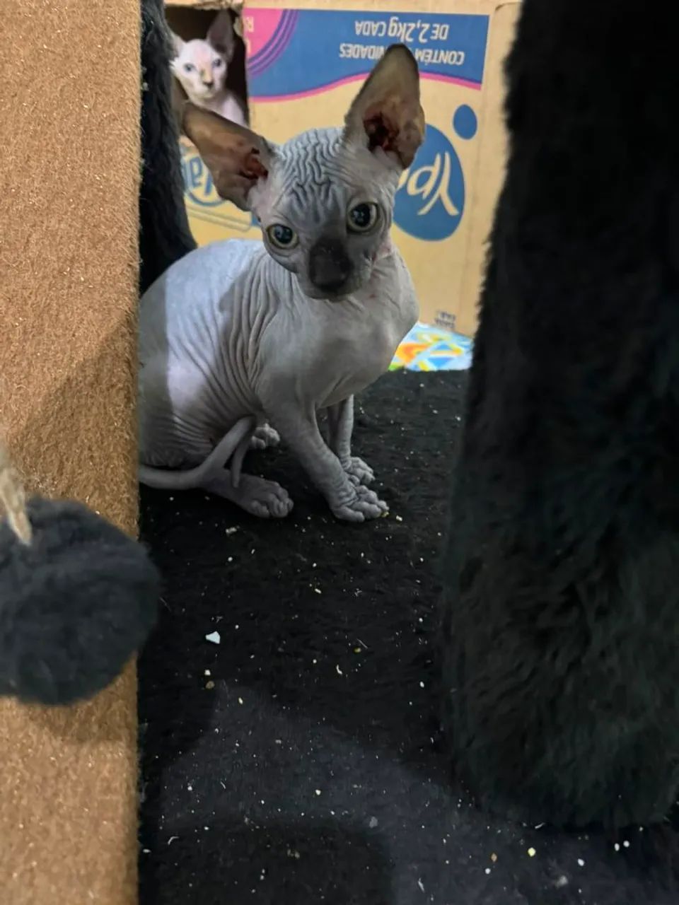 macho sphynx  filhote - Foto 5