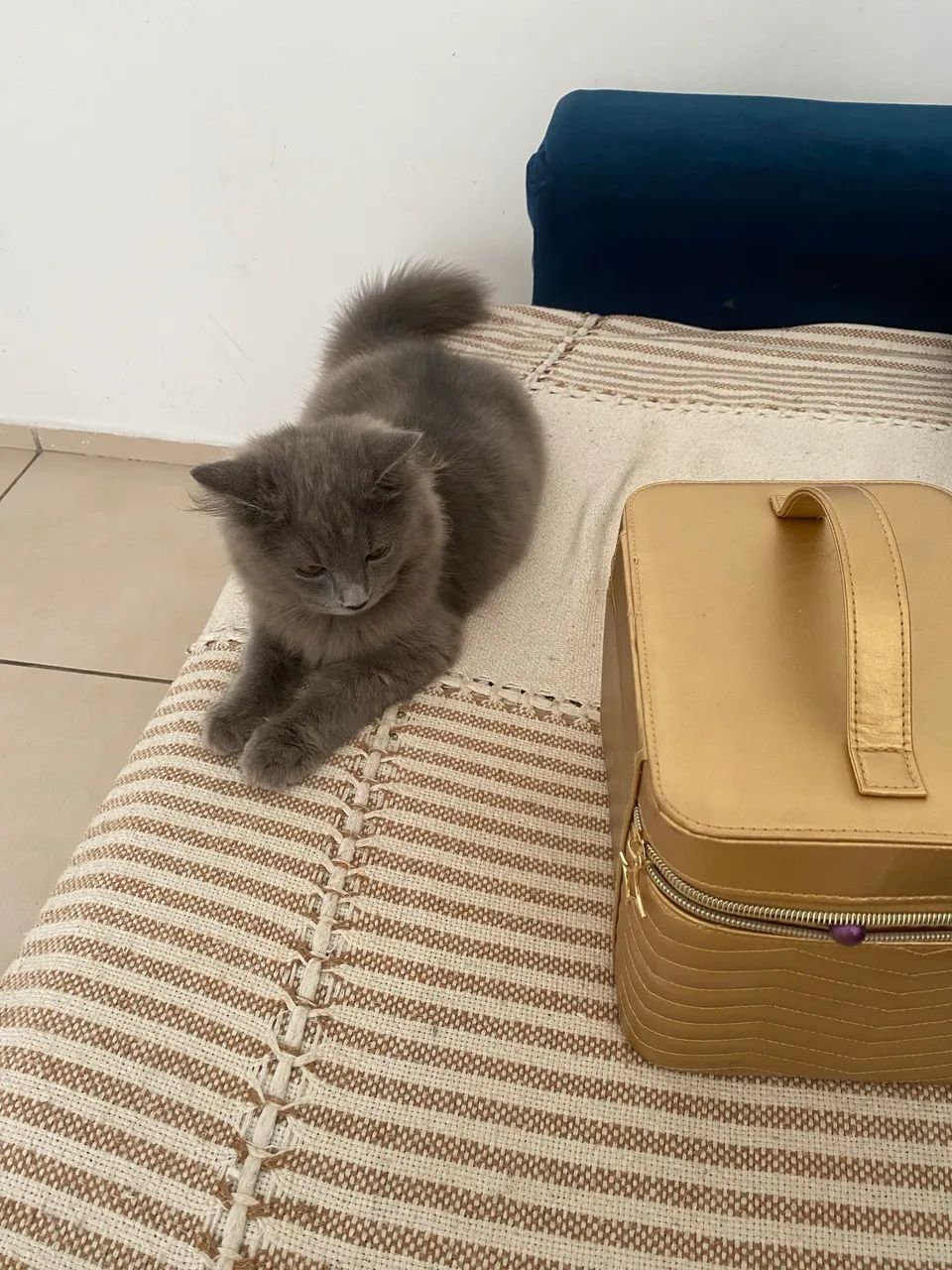 Adoção de gatinho  - Foto 6