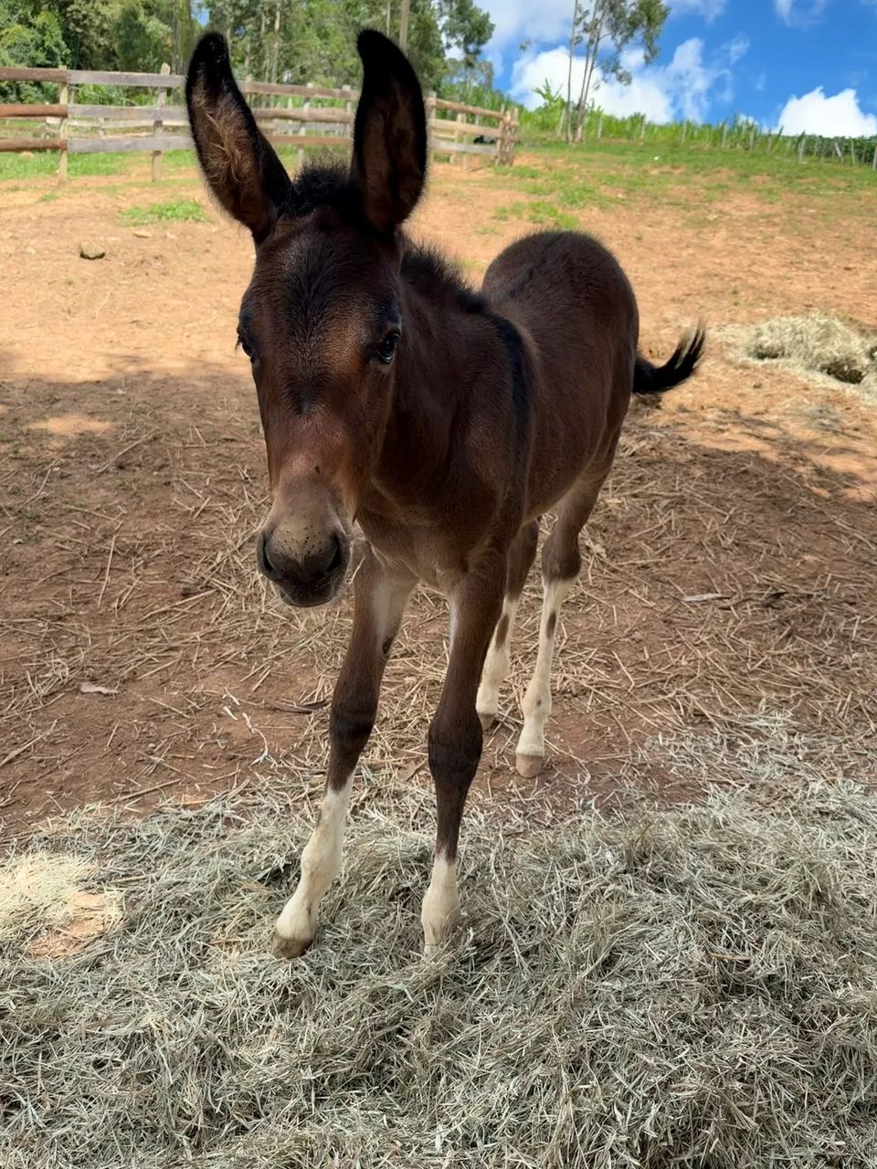 Burro lindo  - Foto 2