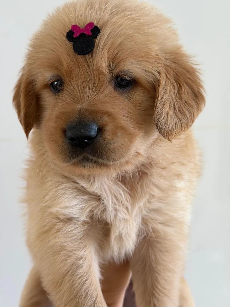 Golden Retriever   - Foto 4