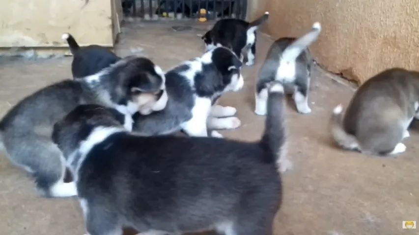 Ninhada de Husky  - Foto 2
