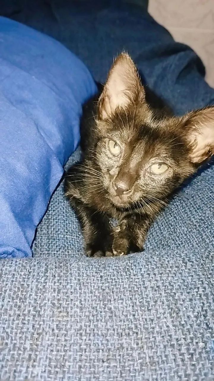 Gatinhos para adoção - Foto 3