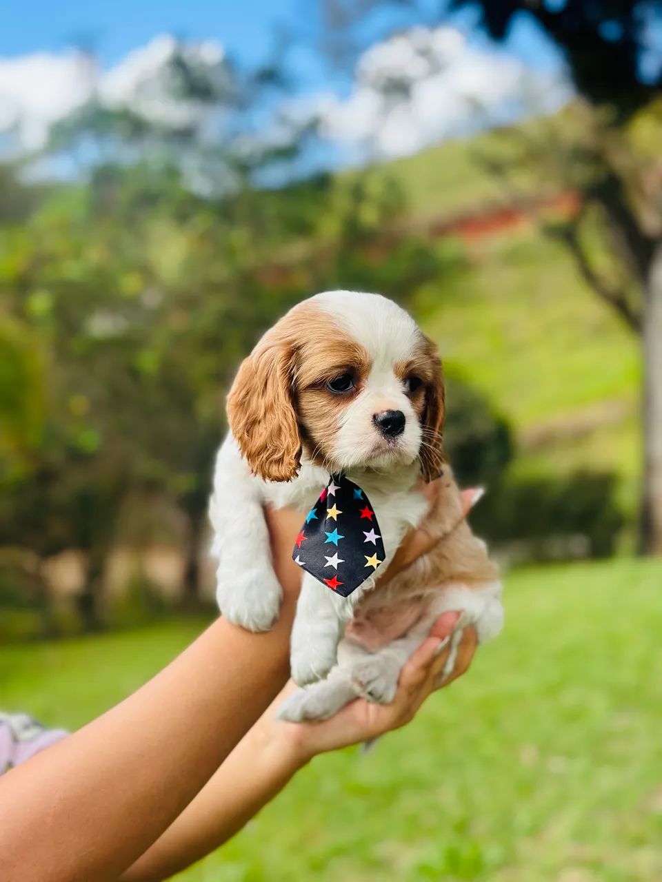 Cavalier king charles - Foto 2