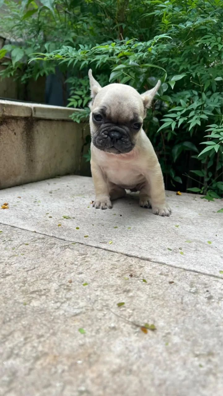 Bulldog Francês à pronta entrega! - Foto 3