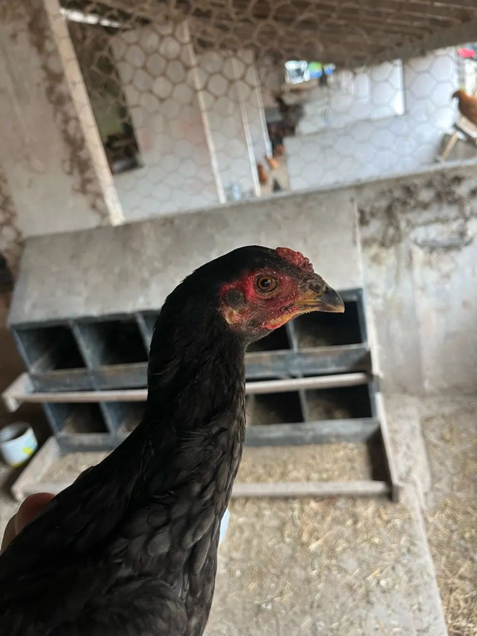 Frango índio 