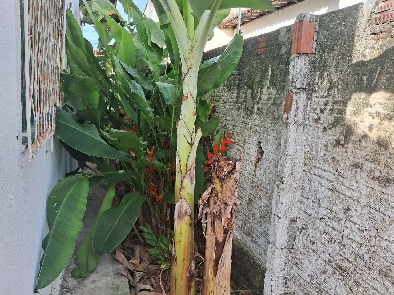 Mudas de banana prata e maçã (leite) Embrapa - R$20 - Foto 3