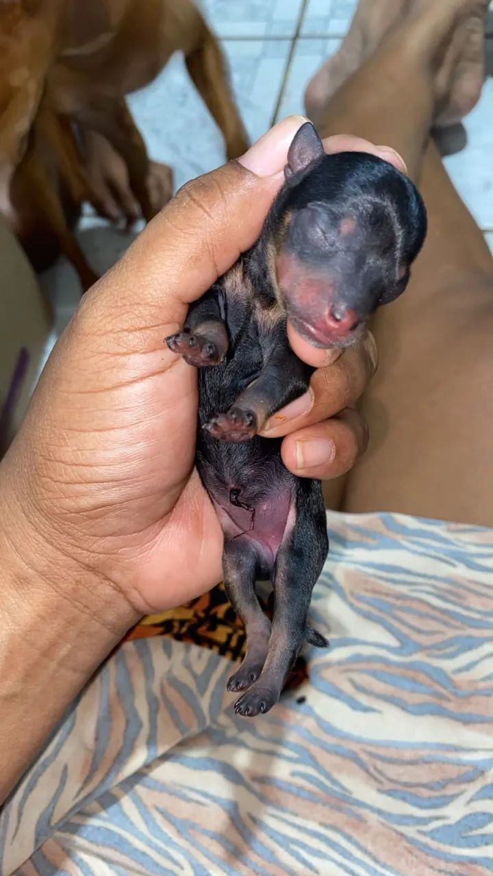 Cachorros pinscher N 1  - Foto 4