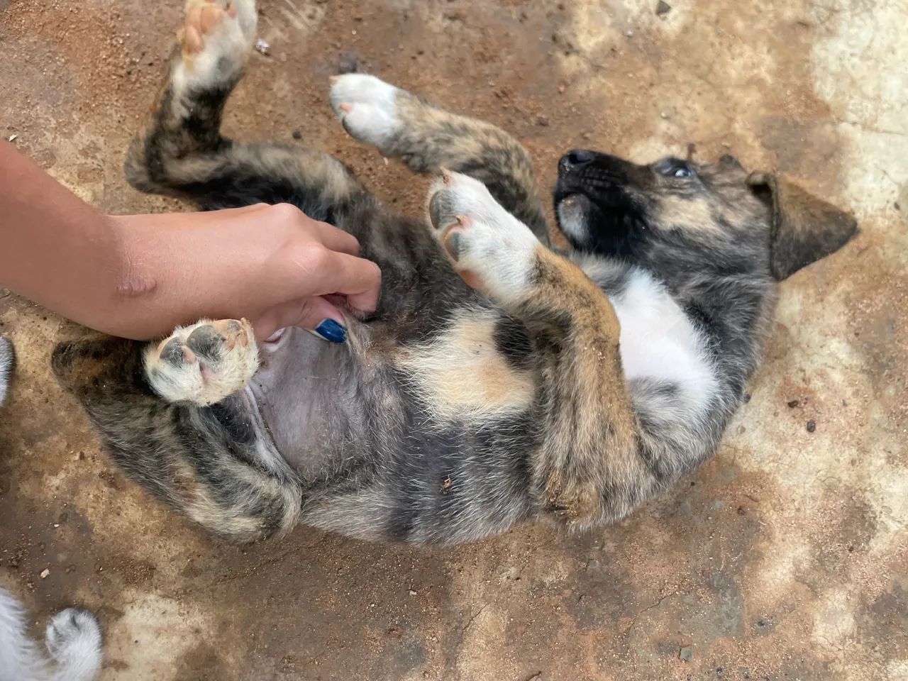 Animais - Foto 3