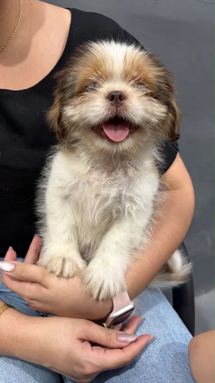 Shitzu 