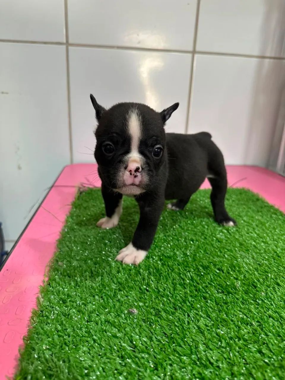 Bulldog francês macho