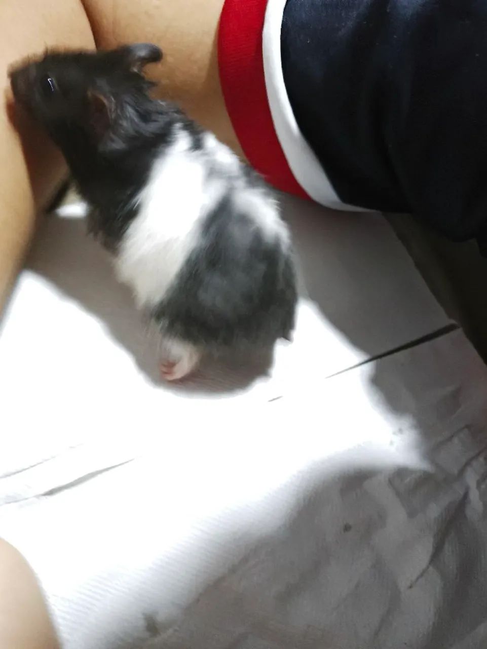 Hamster  - Foto 2