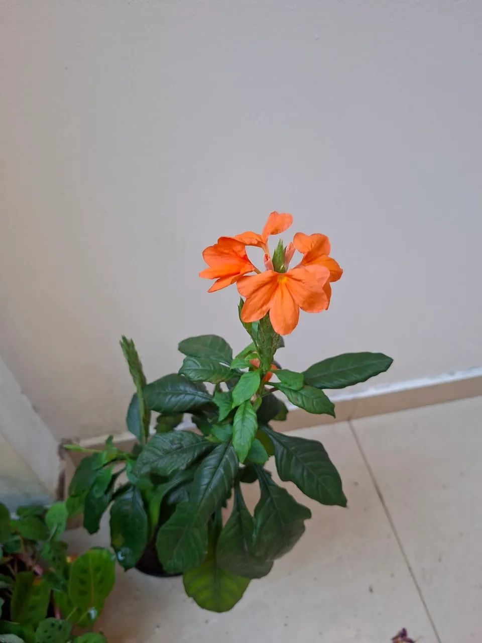Flor