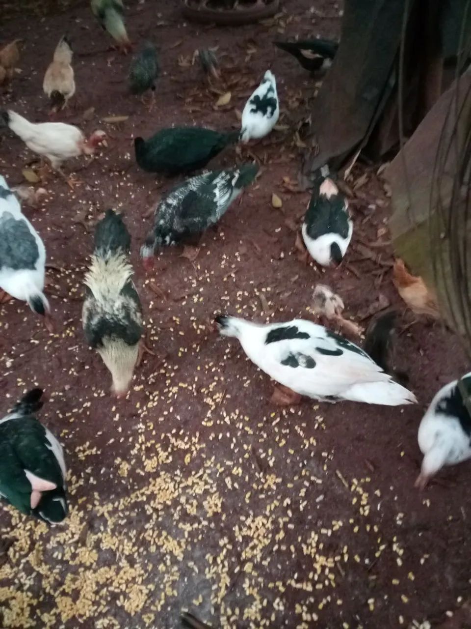 Aves  - Foto 3