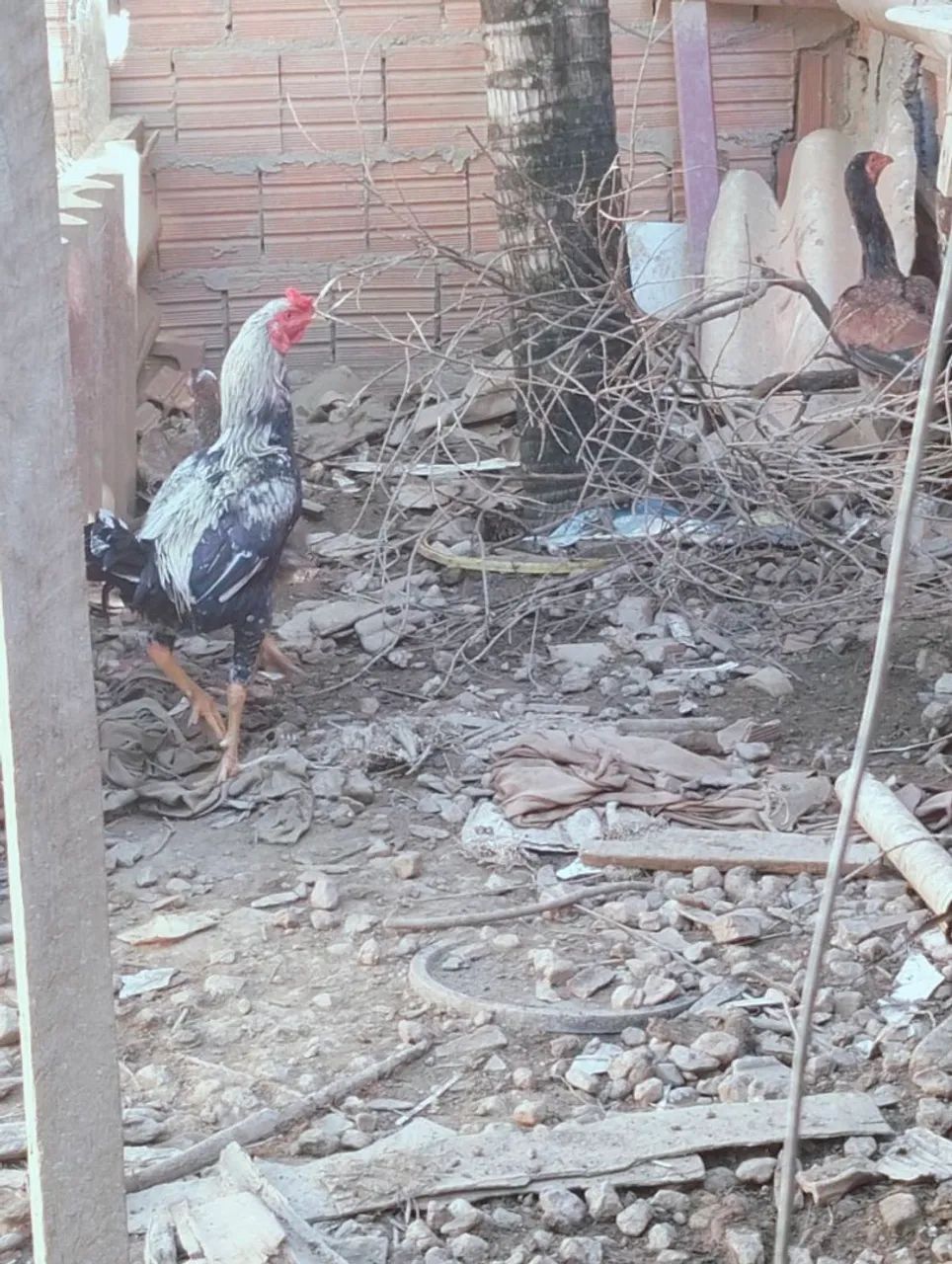 Vendo galinha é frango  - Foto 4