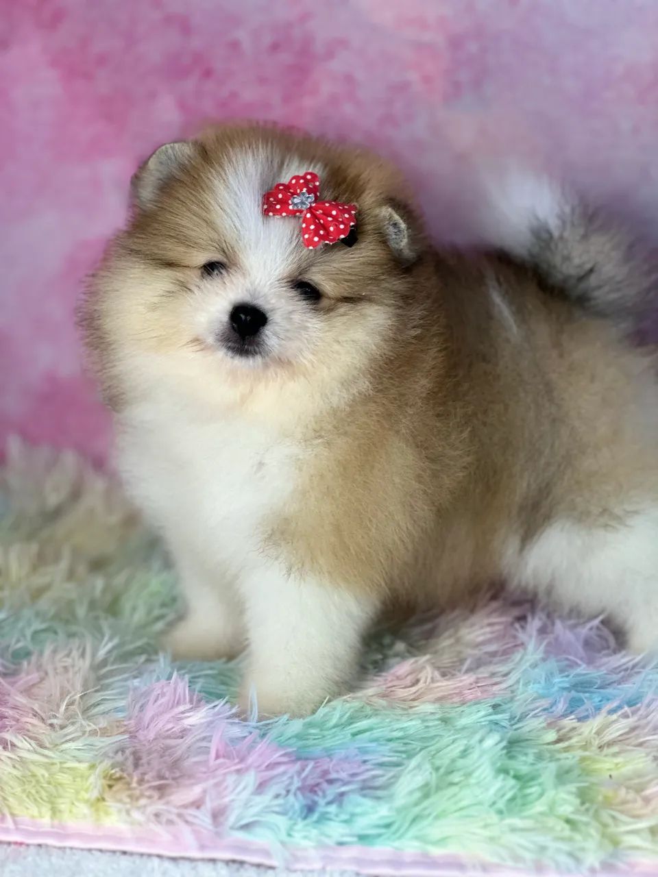 Spitz alemão  - Foto 4