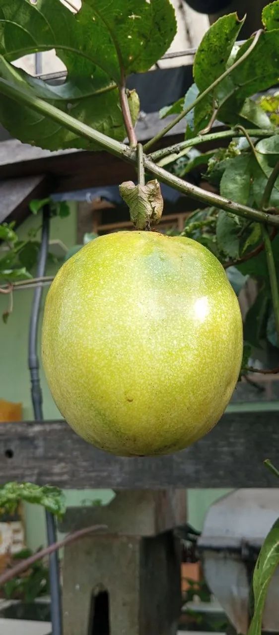 Muda maracujá , quase produzindo - Foto 4