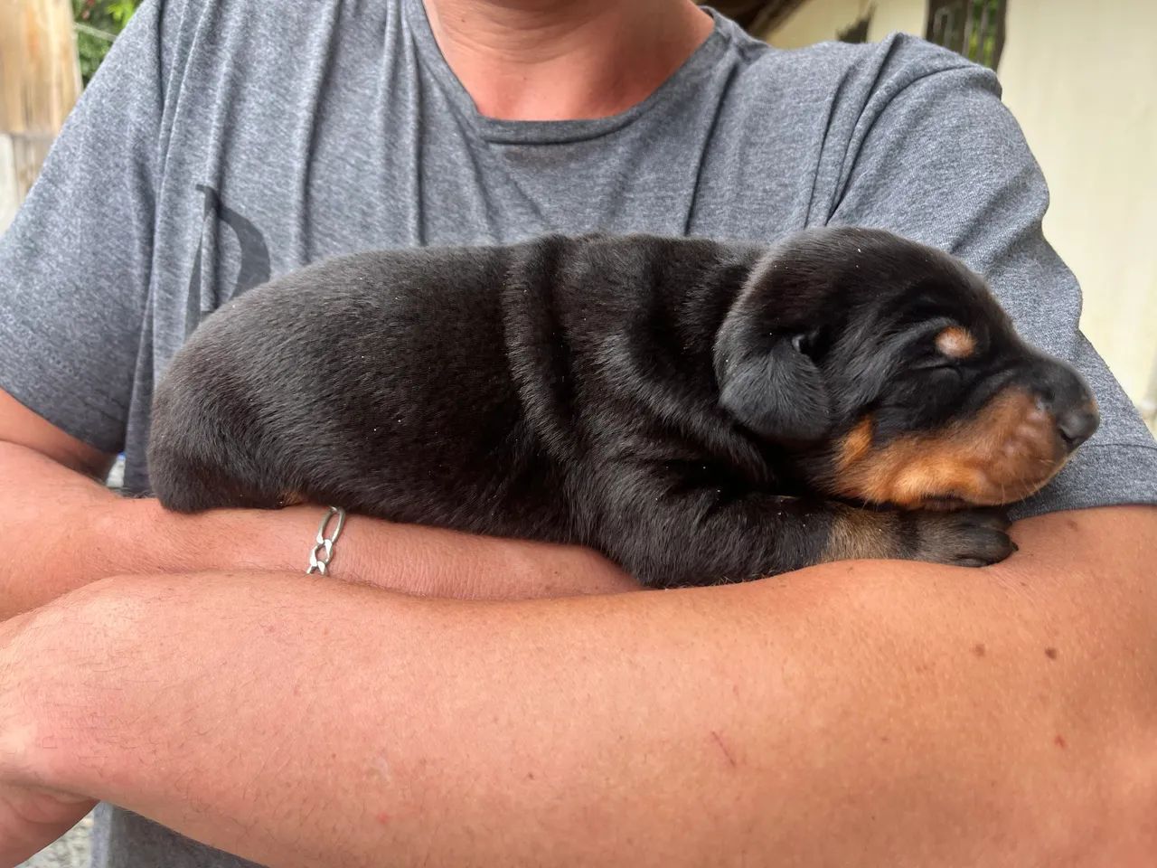 Filhote de Doberman - Foto 4