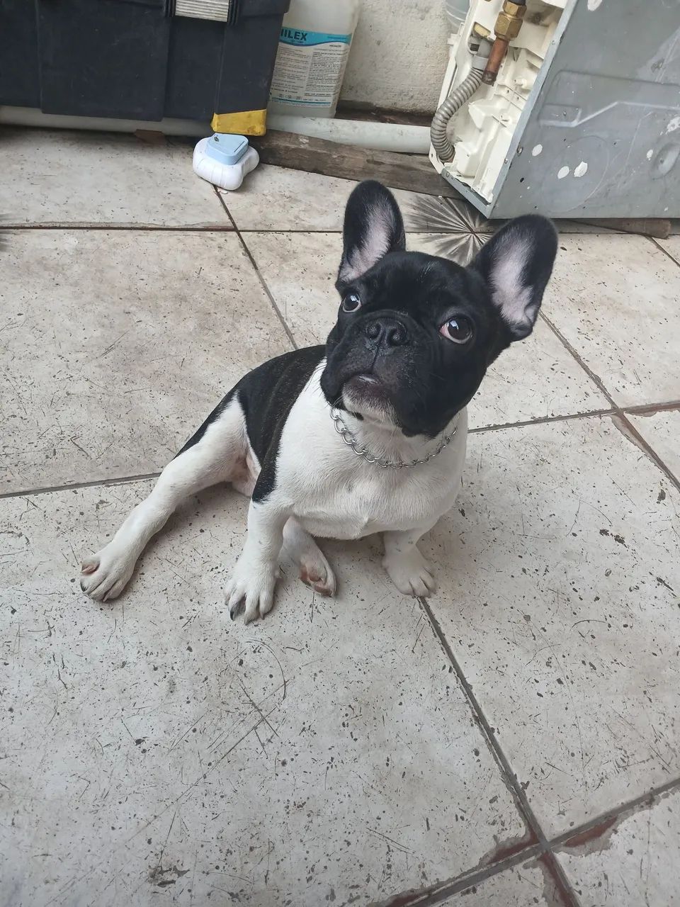 Buldogue frances vendo  - Foto 2