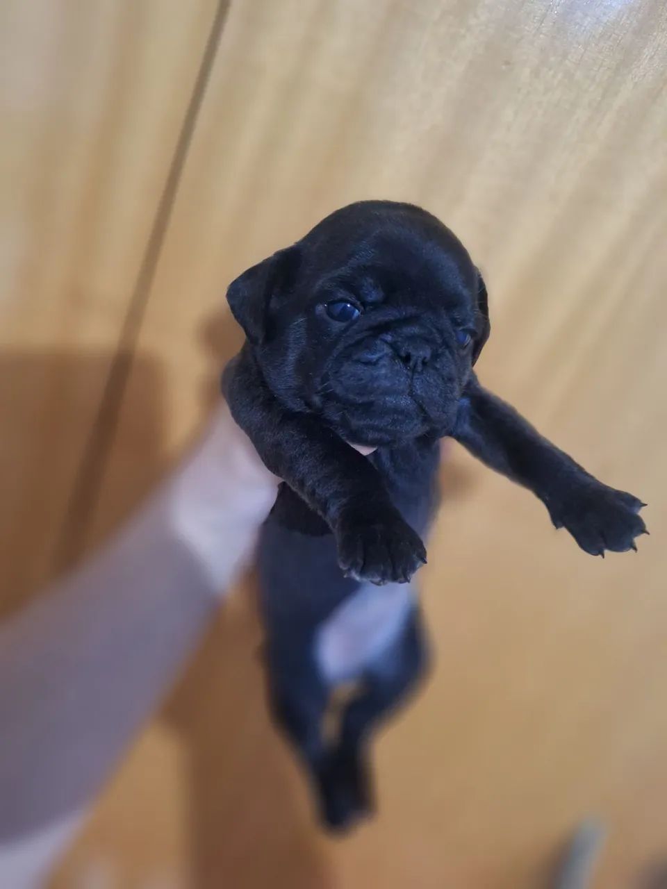 Vendo Pug - Foto 3