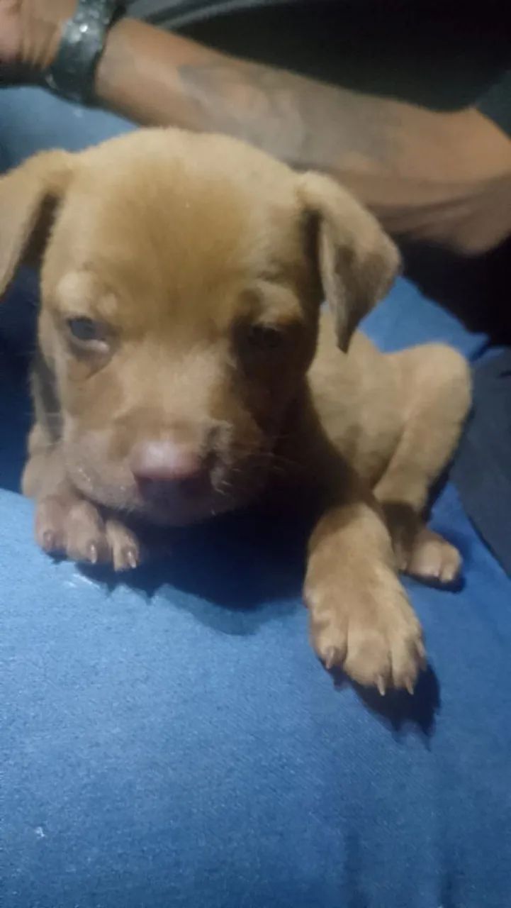American Bully macho - Foto 2