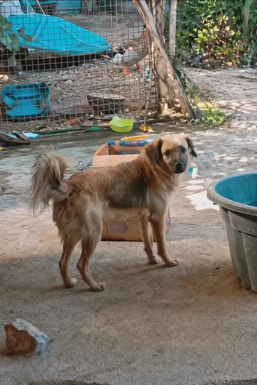 Doação de cachorro  - Foto 2