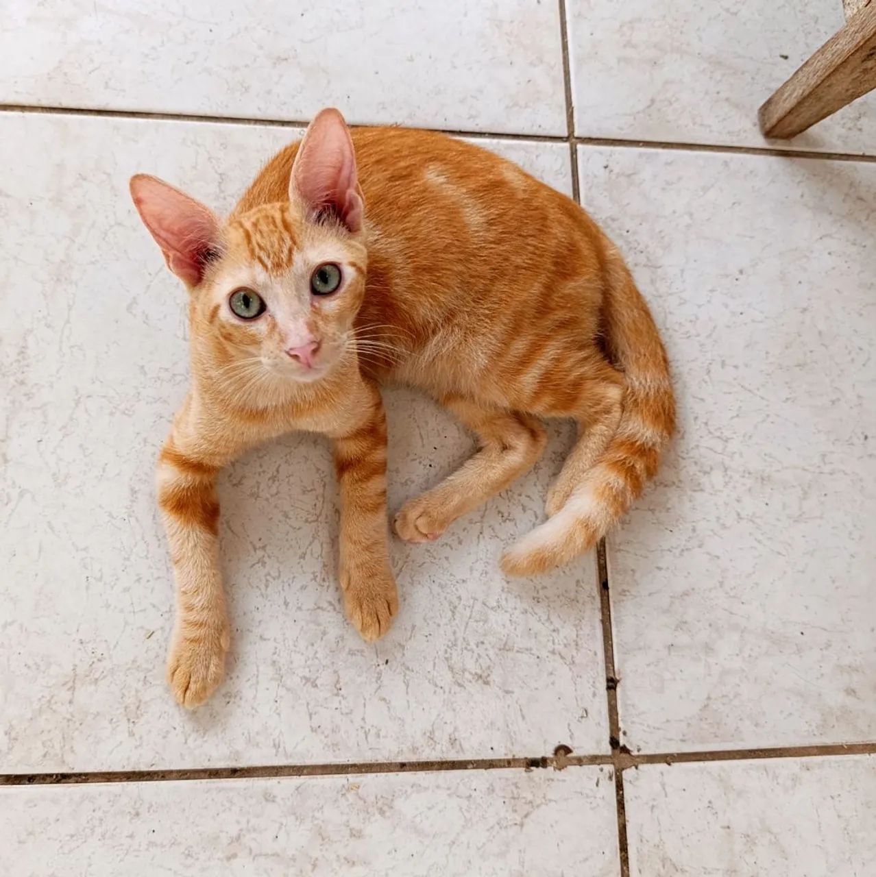 Gato pra adoção castrado, vermífugadob, brincalhão usa caixa de areia  - Foto 4