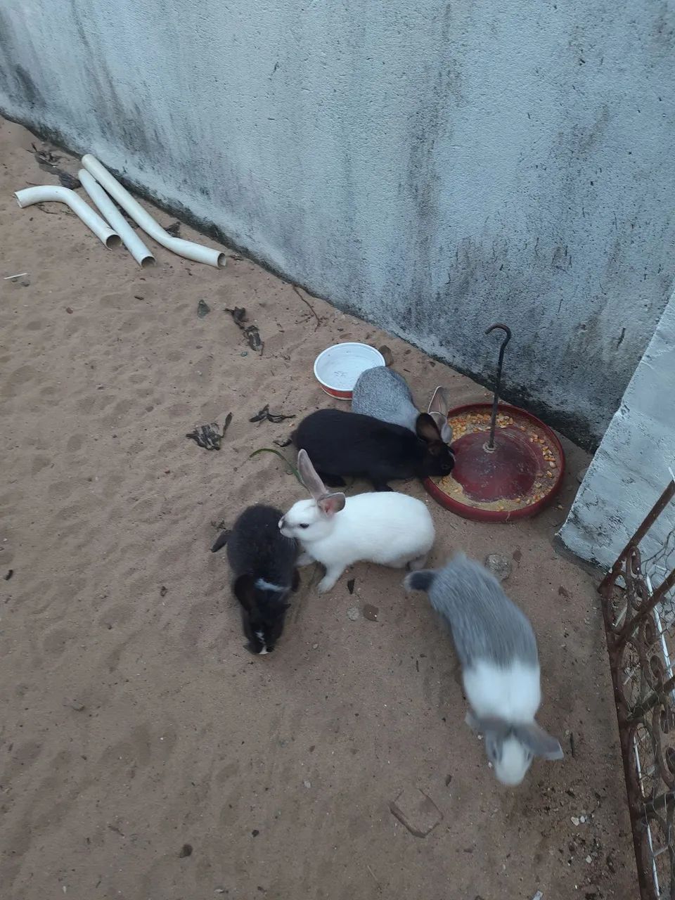 Coelhos  - Foto 4
