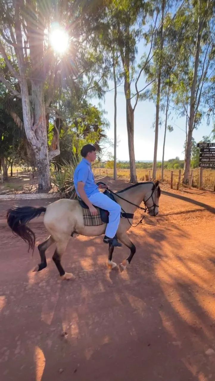 Cavalo  - Foto 3