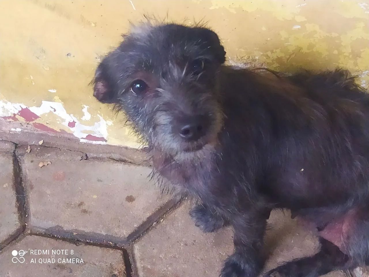 Cadela para adoção  - Foto 2