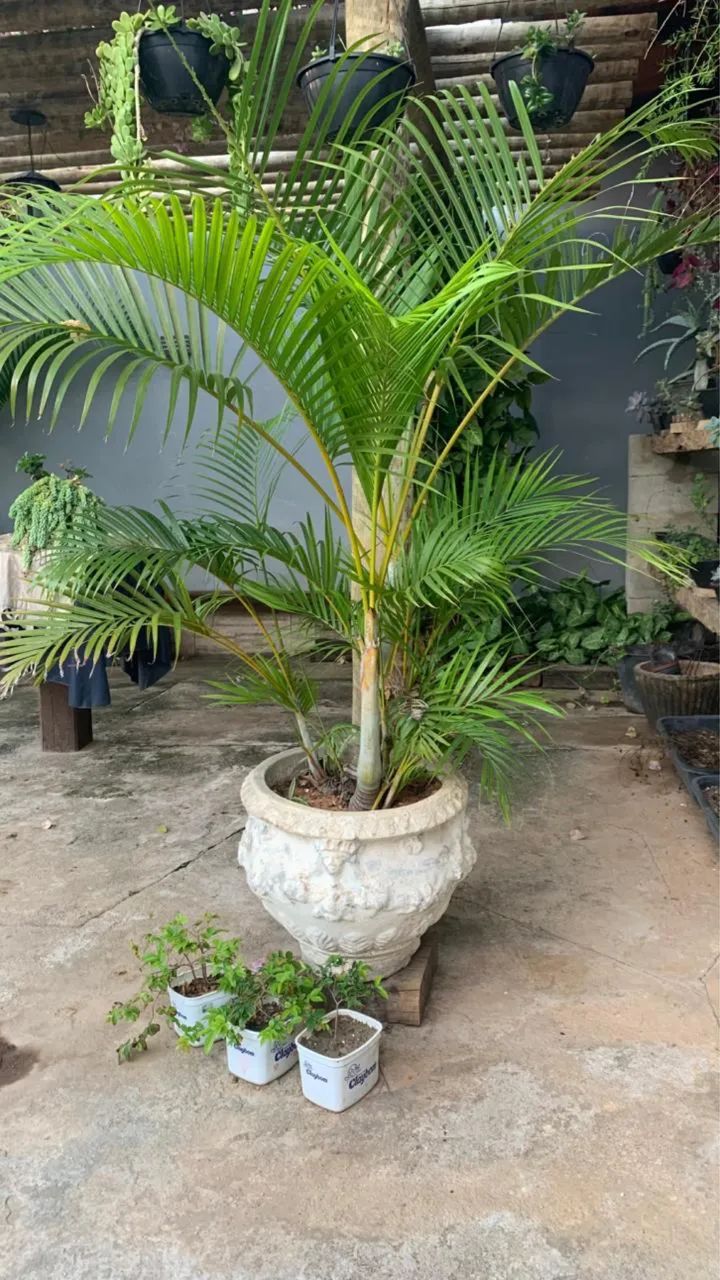 Vaso de coqueiro 